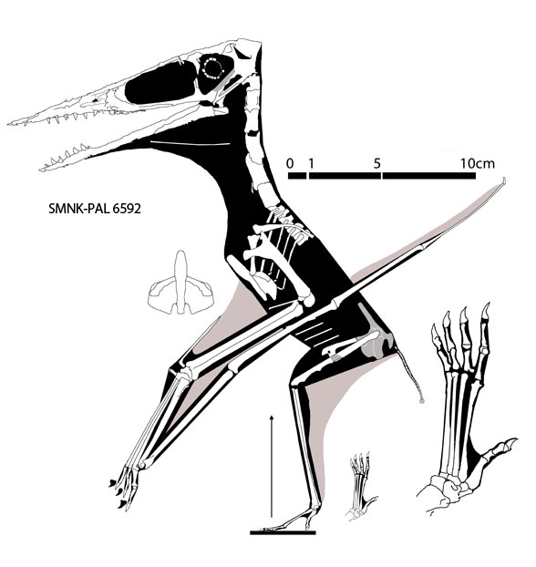 Germanodactylus SMNK PAL 6592