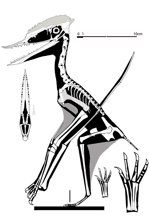 Germanodactylus cristatus