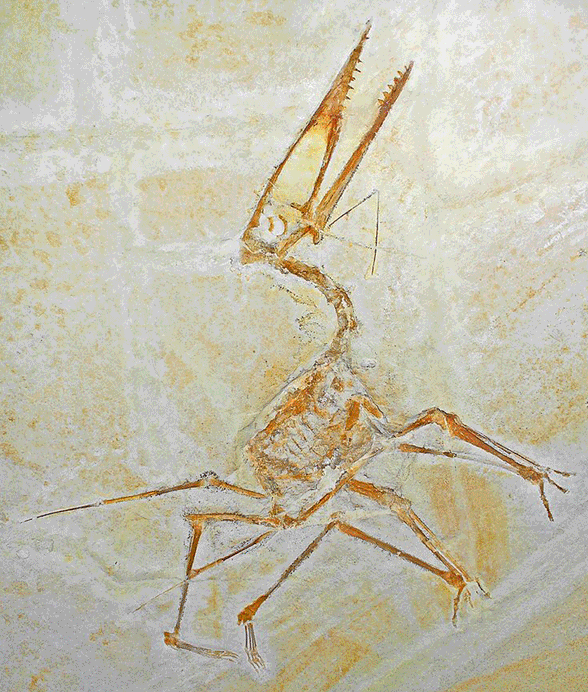 Germanodactylus 6592 insitu