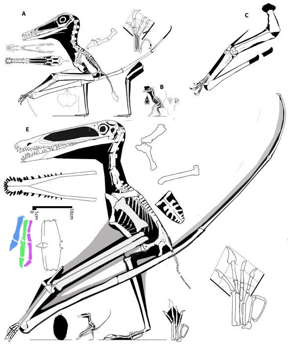 The JZMP pterosaur embryo