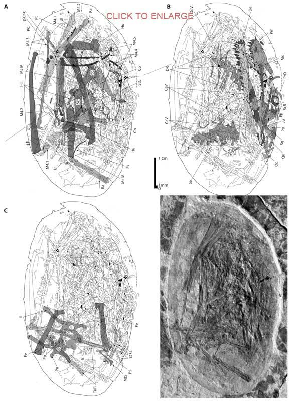 The JZMP pterosaur embryo in situ