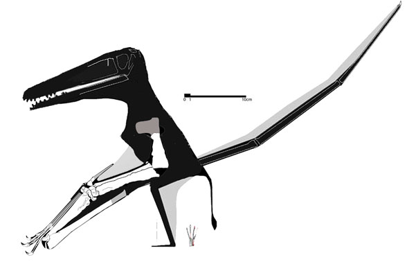 MSNM V 3881 pterosaur from Lebanon