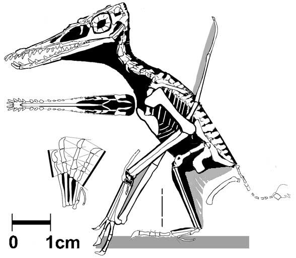Pterodactylus? kochi? MB.R.3530.1 No. 40