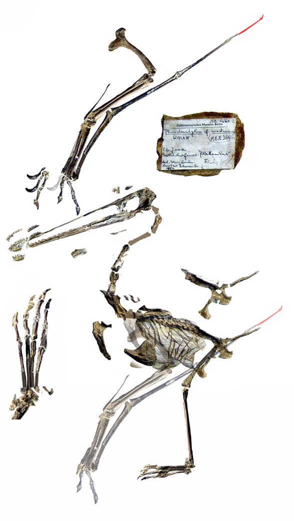 Pterodactylus MBR 3655