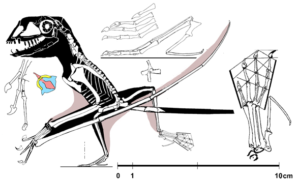 MCSNB 8950 pterosaur