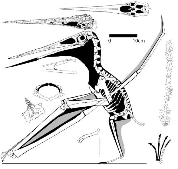 Nyctosaurus gracilis, the FMNH specimen