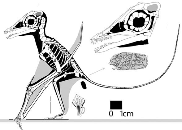Ornithocephalus