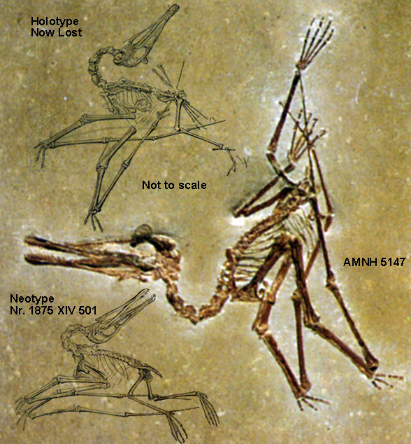 Pterodactylus elegans holotype and neotype along with AMNH 5147 in situ