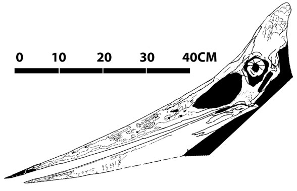 Pteranodon KUVP 2212