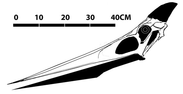 Pteranodon KUVP 2216.jpg