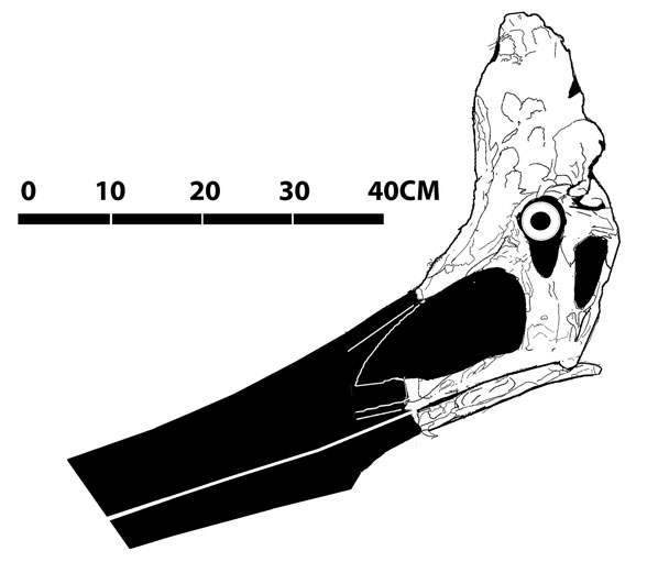 Pteranodon KUVP 27821
