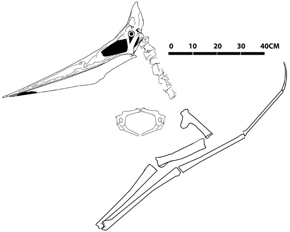 Pteranodon USNM 12167