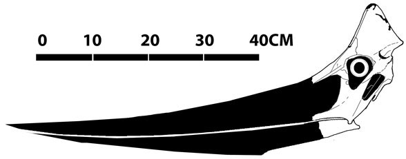 Pteranodon USNM 13868