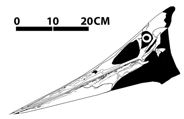 Pteranodon longiceps YPM 1177