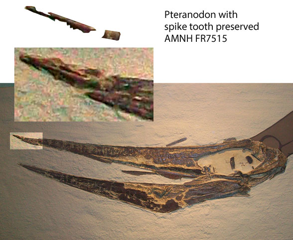 Pteranodon AMNH FR7515 in situ