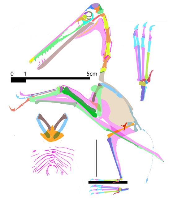 Pterodactylus AMNH1942 n20
