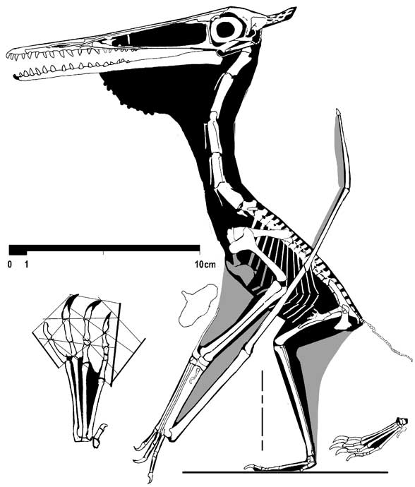 Pterodactylus Frey and Tischlinger 2000