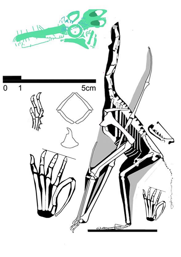 Pterodactylus micronyx, the Pester specimen and holotype