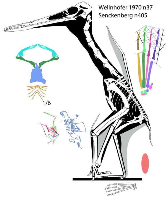 Pterodactylus n37