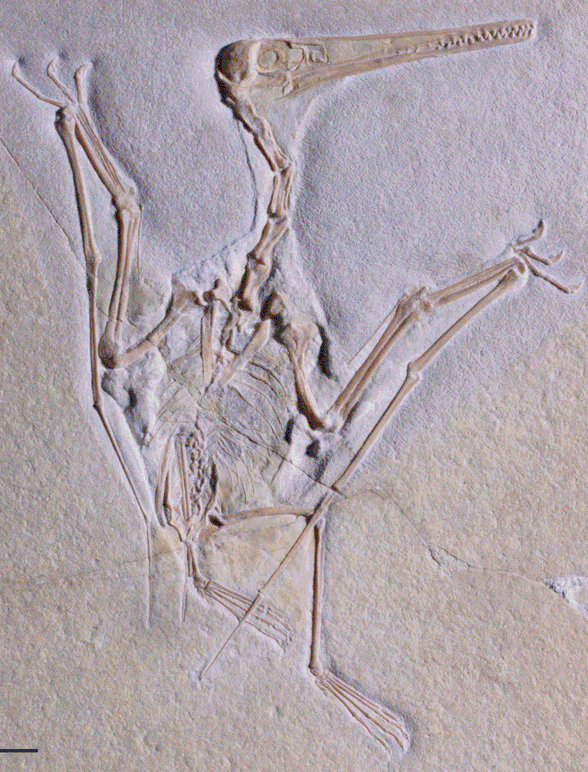 Pterodactylus scolopaciceps, n21