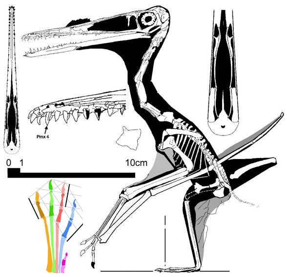 Pterodactylus antiquus, No. 4