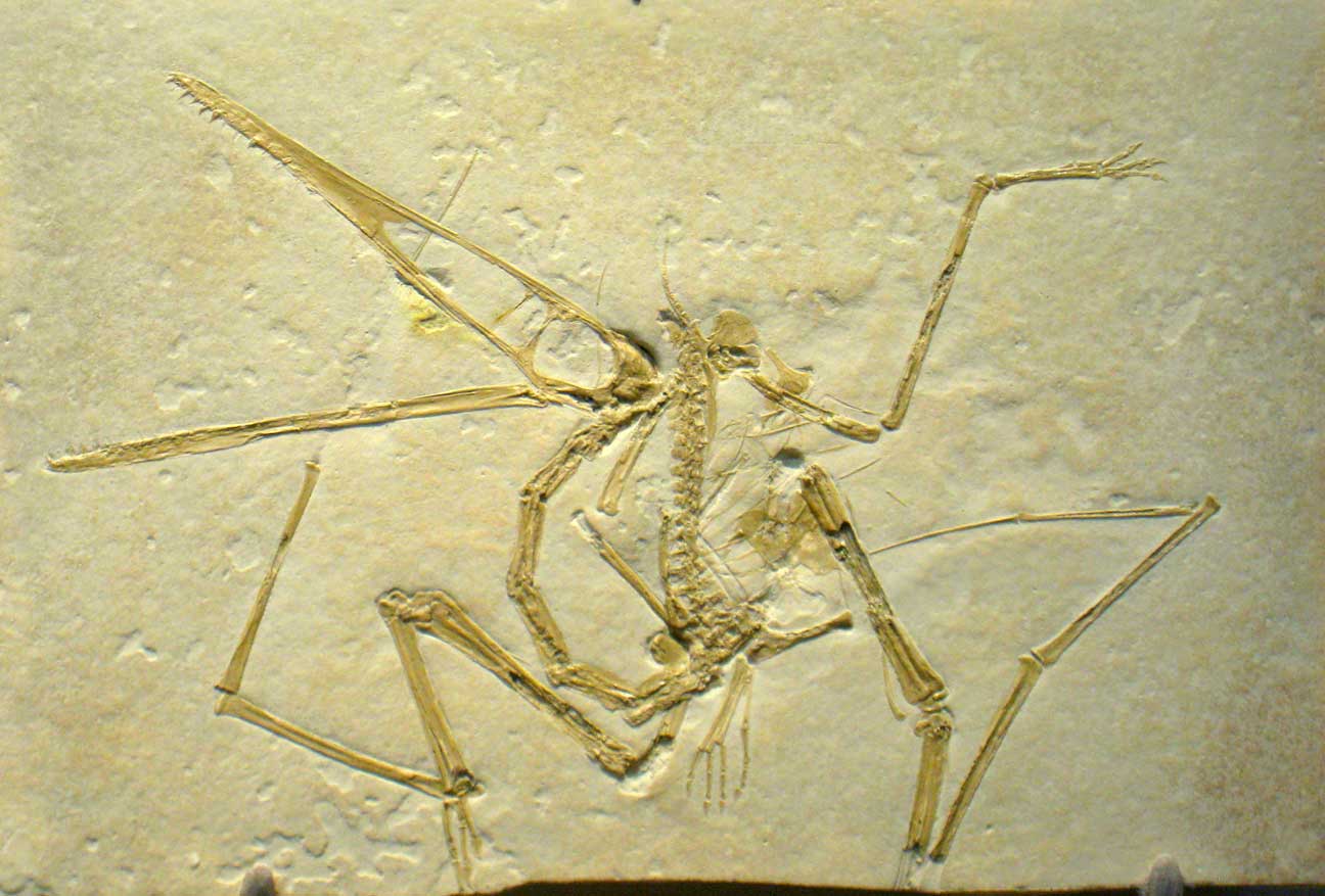 Rollover image of Pterodactylus in situ
