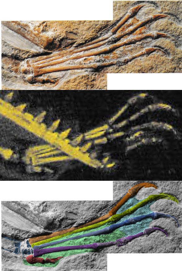 Private Pterodactylus foot