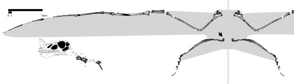 Raeticodactylus dorsal view
