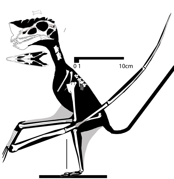 Raeticodactylus