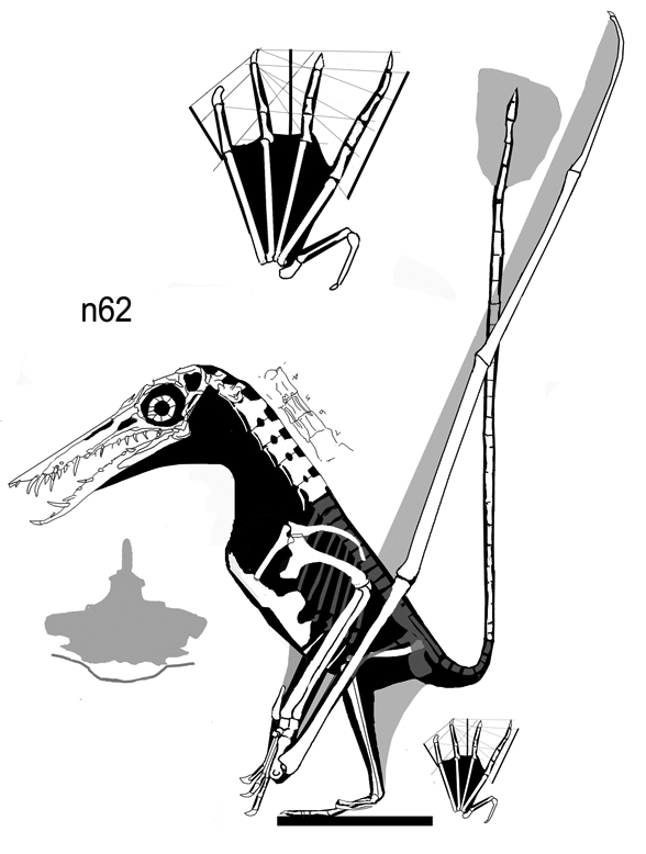 Rhamphorhynchus muensteri no. 62