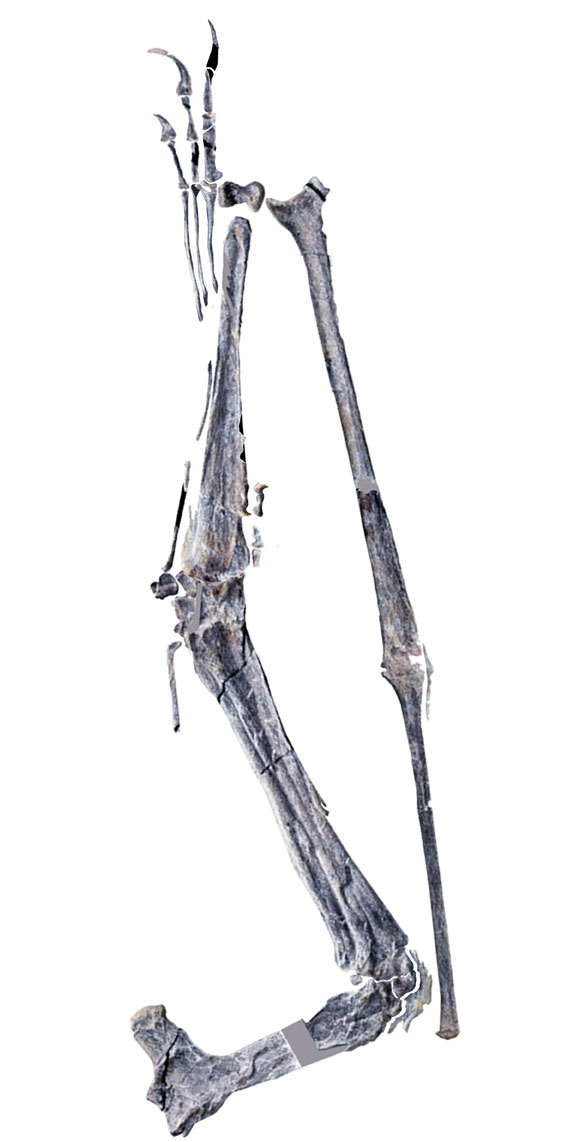 pterosaur wing SDUIST v1014