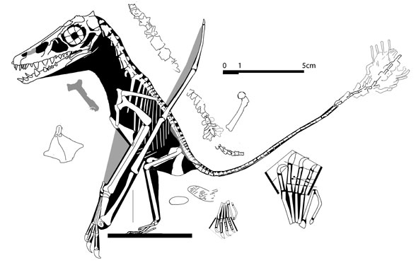 Scaphognathus, the Maxberg specimen, No. 110