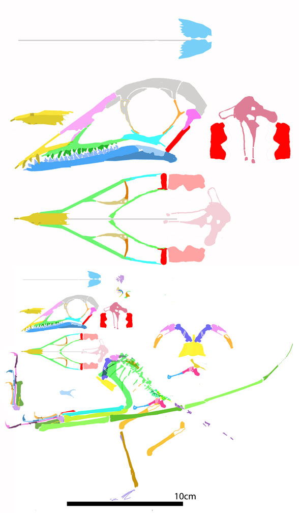 Seazzadactylus reconstruction