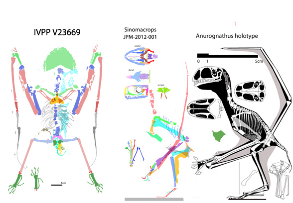 IVPP V23669 compared to Sinomacrops to scale