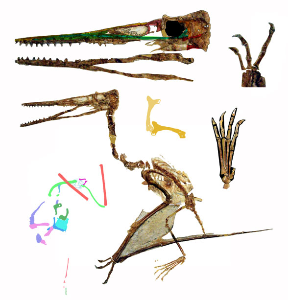 Pterodactylus Tokyo specimen