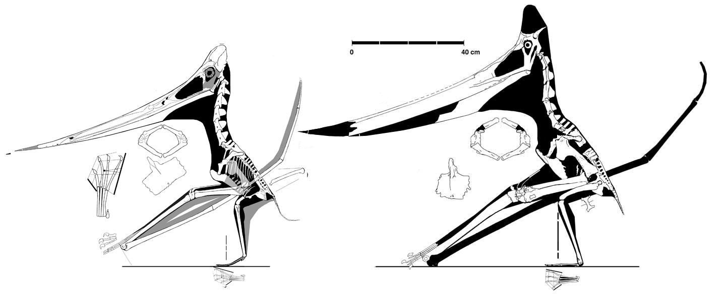 Two Relatively Complete Pteranodon specimens