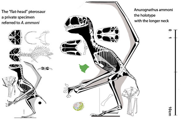 Two Anurognathus compared