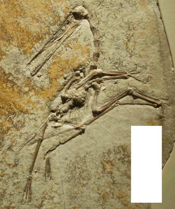 Pterodactylus n20 AMNH1942