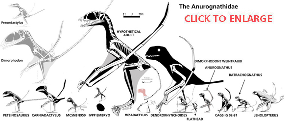 Anurognathids to scale