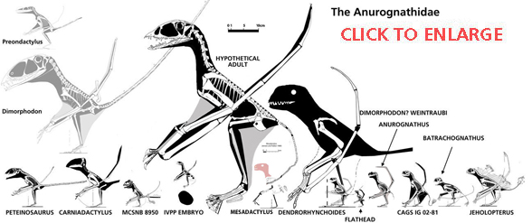 Anurognathus IVPP V23669 And Sinomacrops