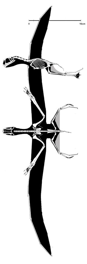 Anurognathus with wings out