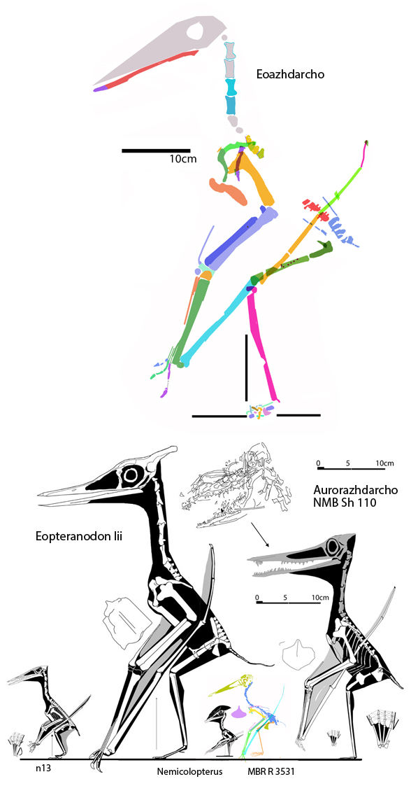 Nemicolopterus and the Aurorazhdarchids