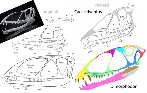 Caelestiventus compared to Dimorphodon