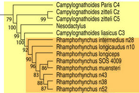 Campylognathoidea
