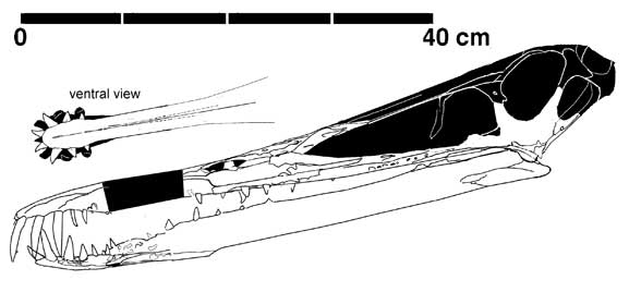 Cearadactylus atrox