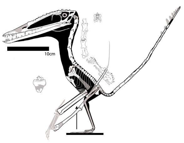 Darwinopterus holotype