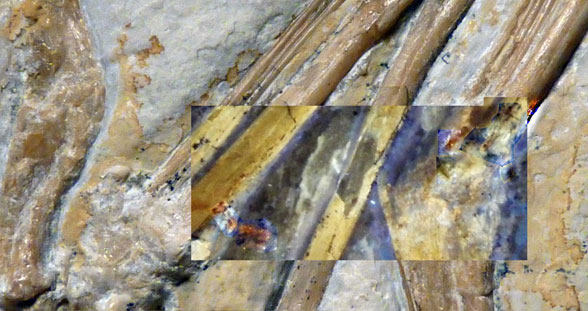 Rollover image of digit 5 on broken wing Pterodactylus