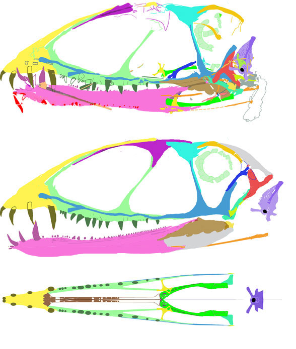 Dimorphodon skul reconstruction