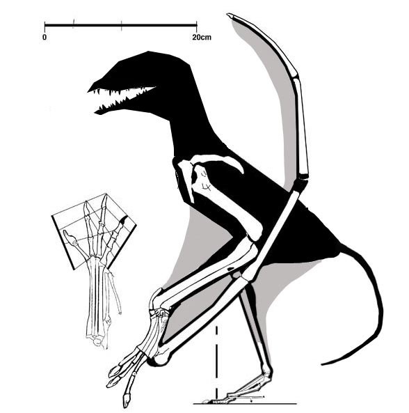Dimorphodon? weintraubi