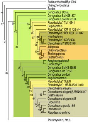 Dorygnathia